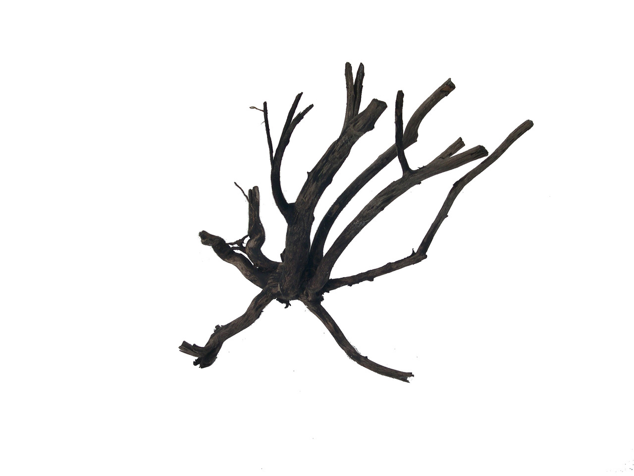 amtra Aquariendekoration