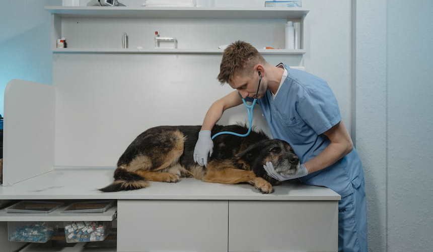 Tierpfleger hört das Herz ab mit einem blauen Stethoskop bei einem braunen mittelgroßen Hund der auf dem Untersuchungstisch liegt