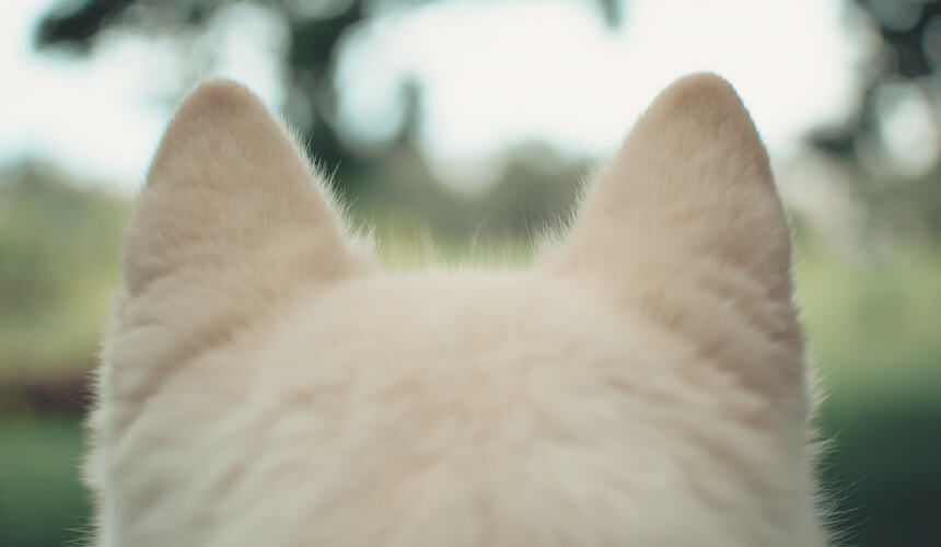 Flauschige Hundeohren