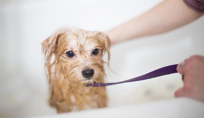 Ein kleiner Hund sitzt tropfend nass in der Badewanne