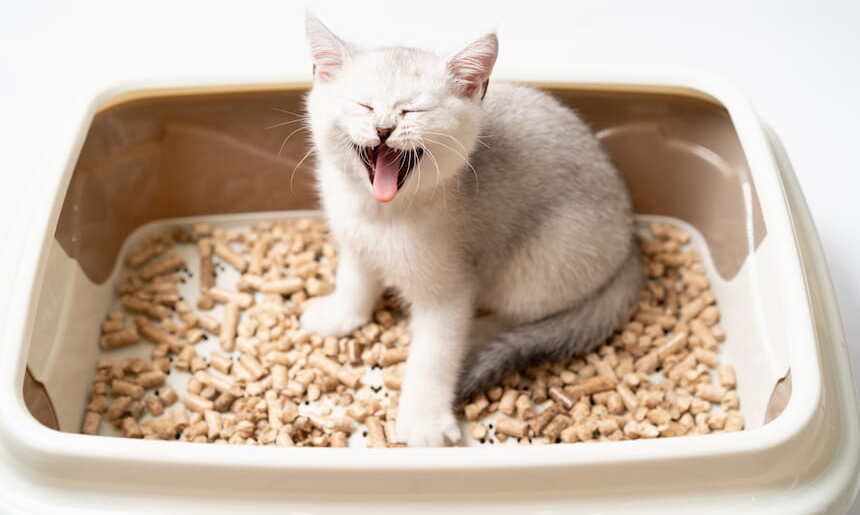 Katze sitzt im Katzenklo