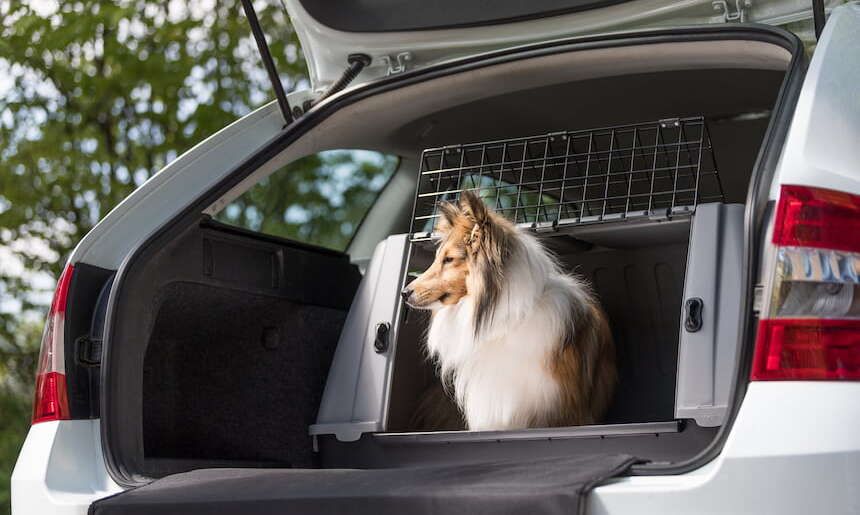 Hund sitzt in offener Transportbox im Kofferraum