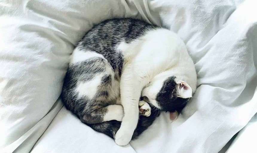 Katze hat sich auf einer Bettdecke zusammengerollt