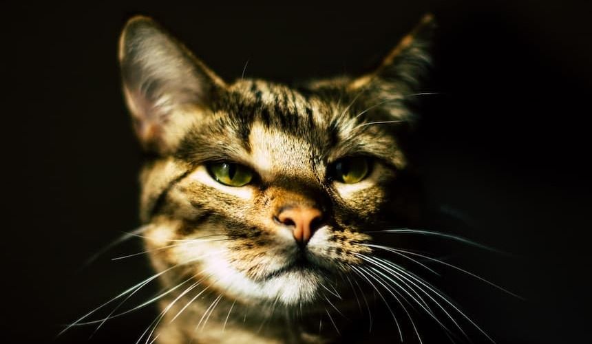 Katze in schöner Lichtstimmung