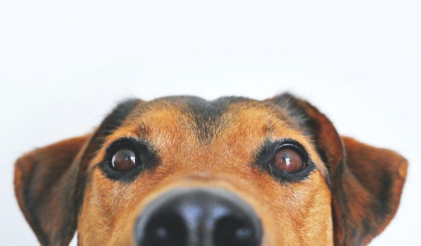 Ein Hund blickt mit großen Augen in die Kamera