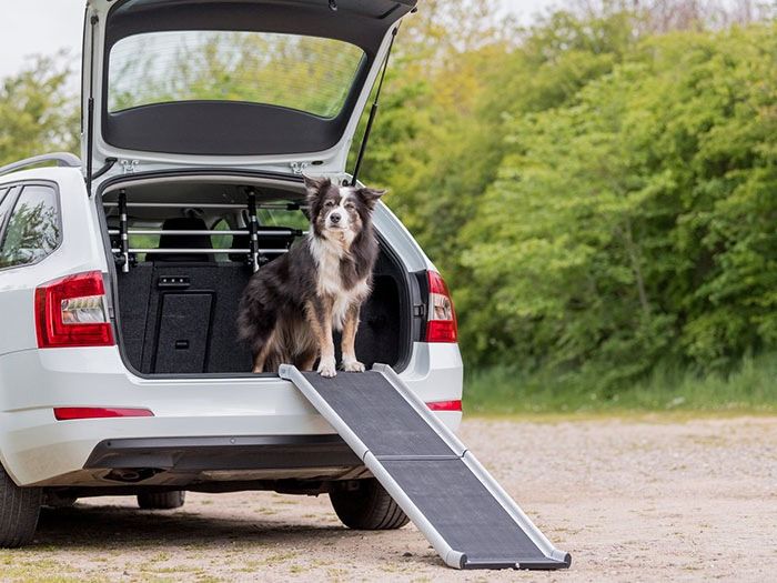Ein fröhlicher Hund sitzt im Inneren des geöffneten Kofferraums und schaut neugierig heraus. Direkt neben dem Auto liegt eine klappbare Rampe der Marke TRIXIE. Diese Rampe dient dazu, dem Hund ein bequemes und sicheres Ein- und Aussteigen aus dem Auto zu ermöglichen.