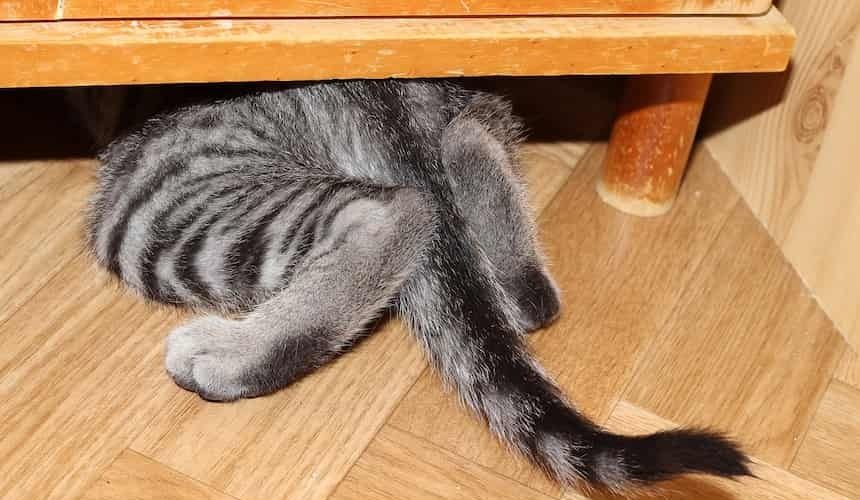Katze versteckt sich unter einem Schrank