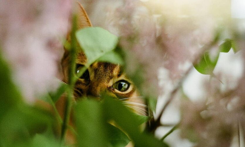Ungiftige Pflanzen für Katzen
