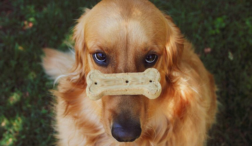 Ein Hund hat einen Hundekeks auf der Nase und guckt argwöhnisch