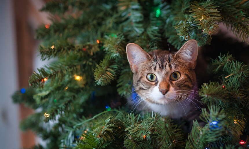 Eine Katze sitzt zwischen den Ästen des Weihnachtsbaumes