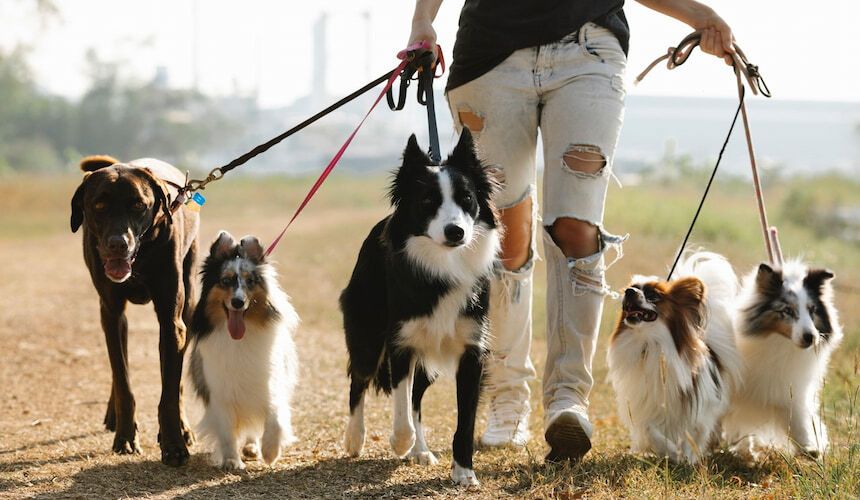 5 Hunde an der Leine