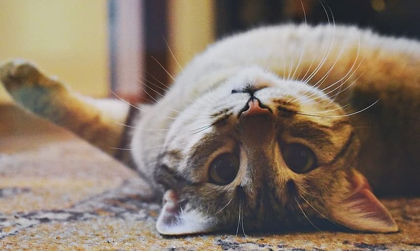 Auf dem Rücken liegende Tigerkatze guckt in die Fotokamera