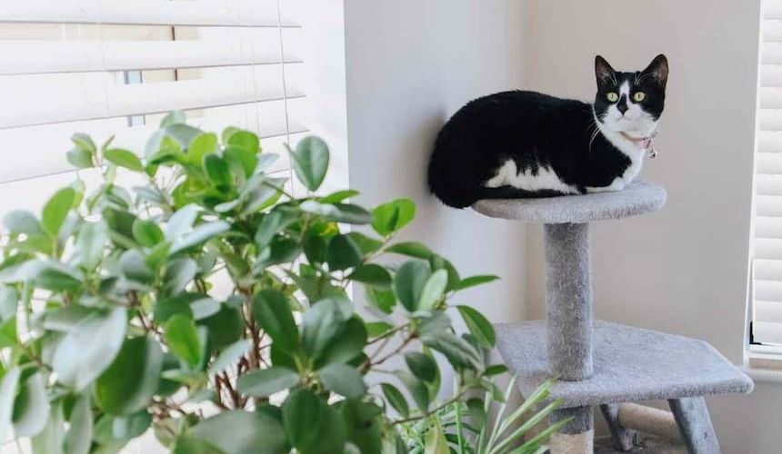 Eine Katze liegt auf der Liegeplattform des Kratzbaumes