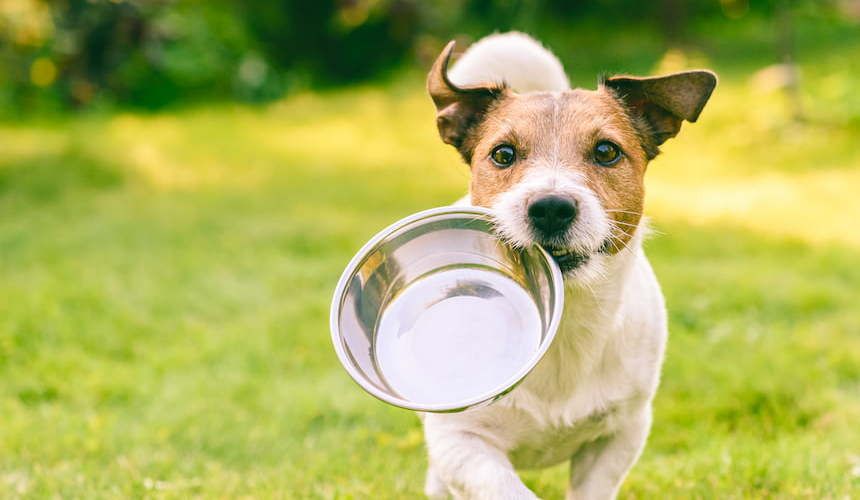 Ein kleiner Hund trägt seinen silbernen Napf über die grüne Wiese