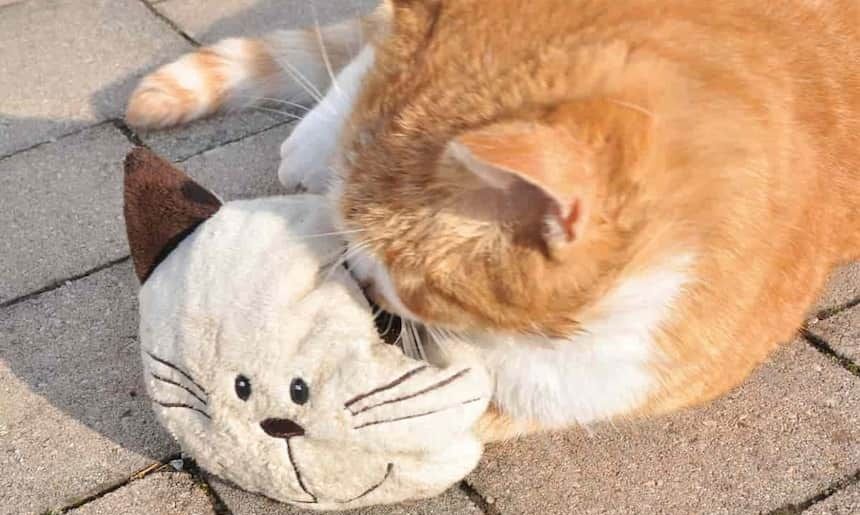Katze spielt mit einem Kissen in Form einer Katze