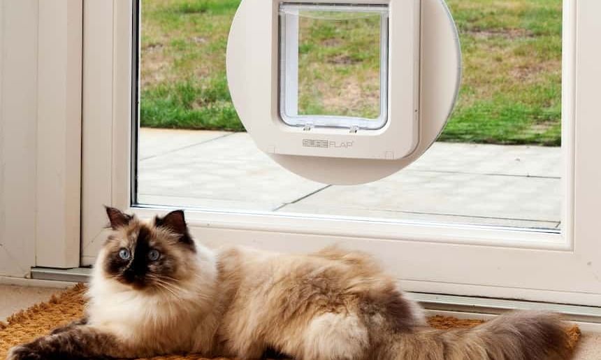 Katze liegt vor einer Glastüre mit Katzenklappe