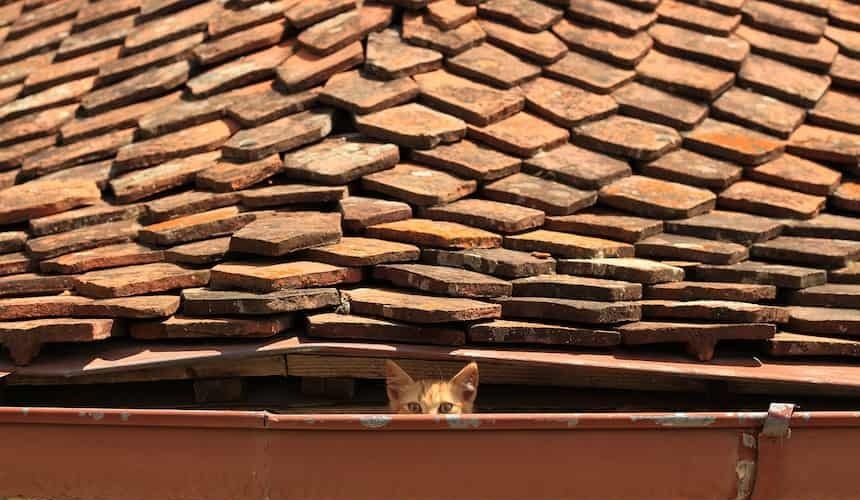 Rothaarige Katze sitzt in der Regenrinne