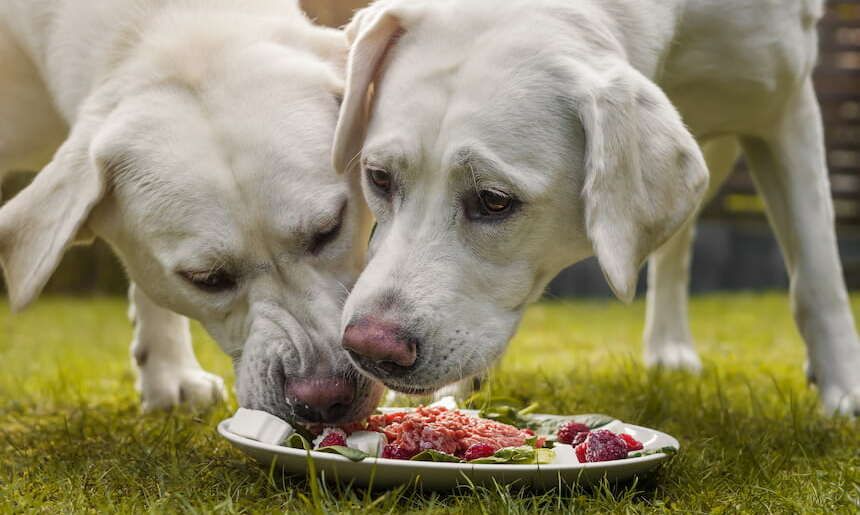 Zwei Hunde, die BARFen