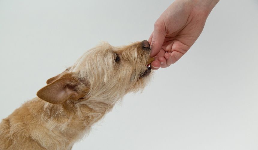 Hund wird mit Leckerli gefüttert