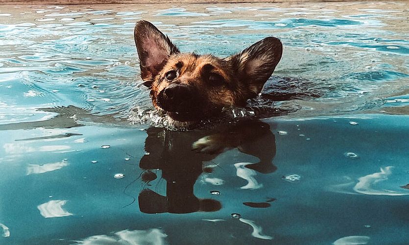 Wie kühle ich meinen Hund bei Hitze ab? Coole Tipps für heiße Tage!