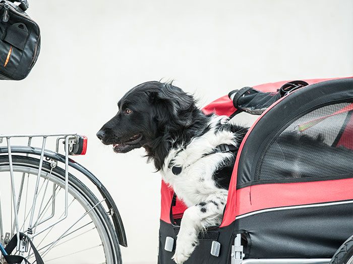 Ein Hund hat es sich in einem Hundeanhänger bequem gemacht, der sicher am Fahrrad befestigt ist. 