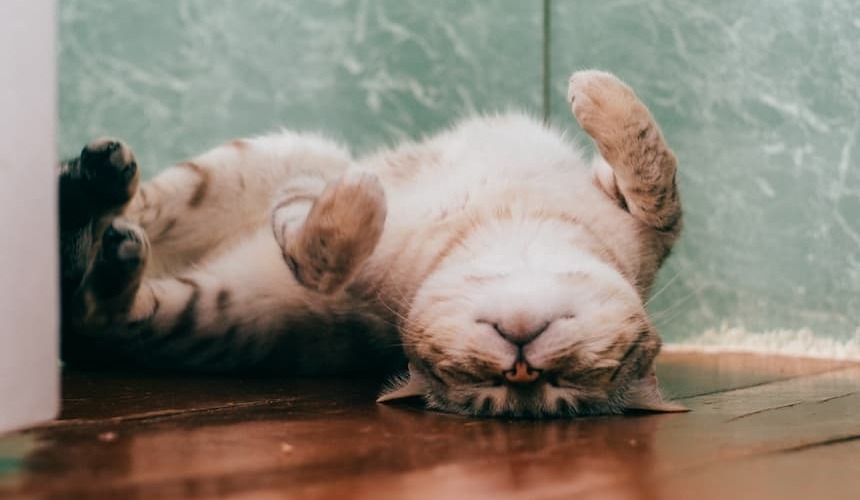 Katze schläft auf dem Rücken liegend