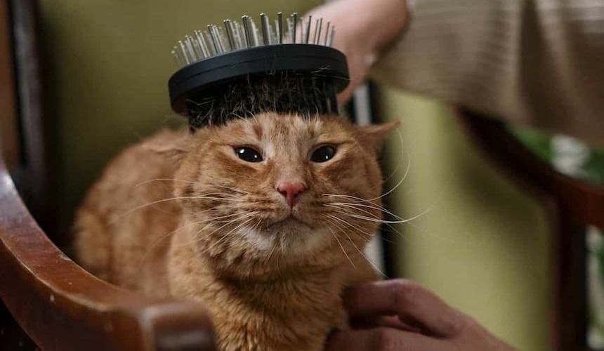 Katze wird am Kopf gebürstet