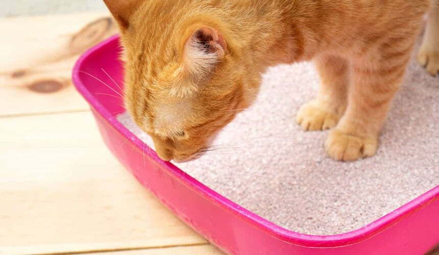 Katzenklo, Katzenklo, ja das macht die Katze froh!