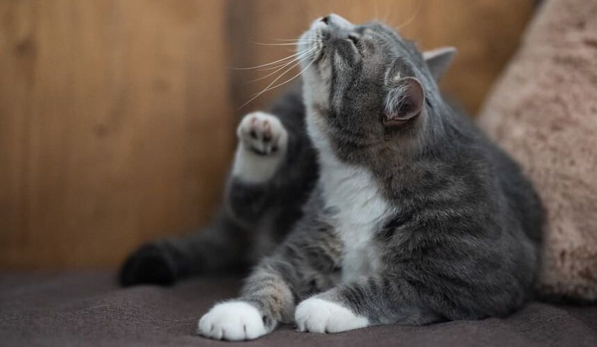 Eine Katze hat Milben und muss sich kratzen
