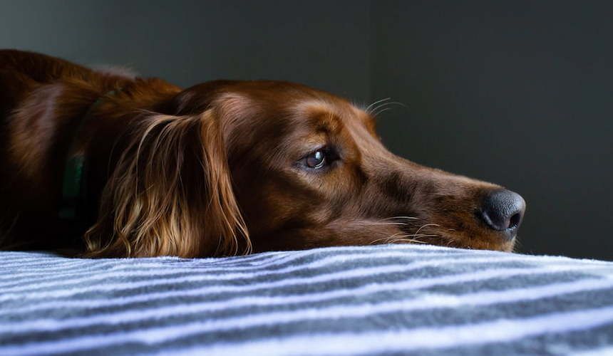 Brauner Hund liegt auf einem blau-weiß gestreiftem Bett