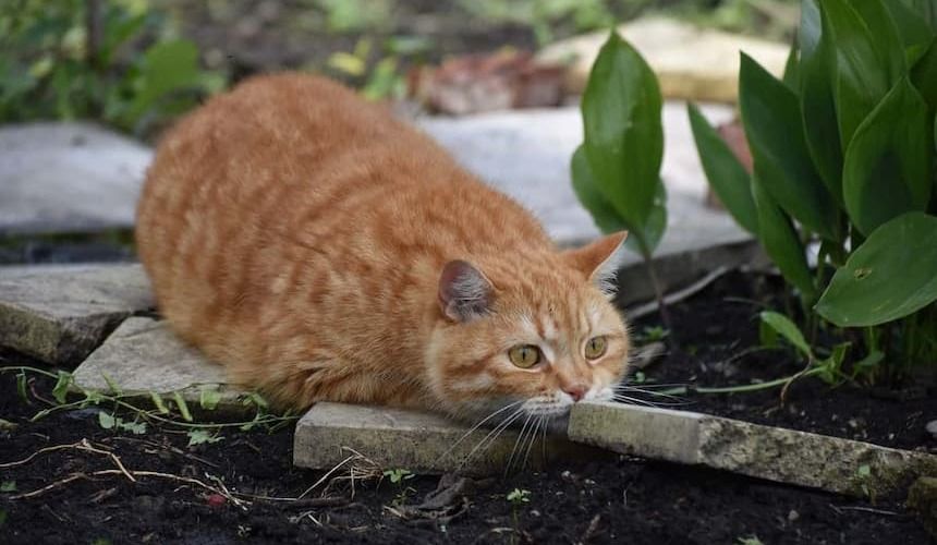 getigerte Katze liegt am Blumenbeet
