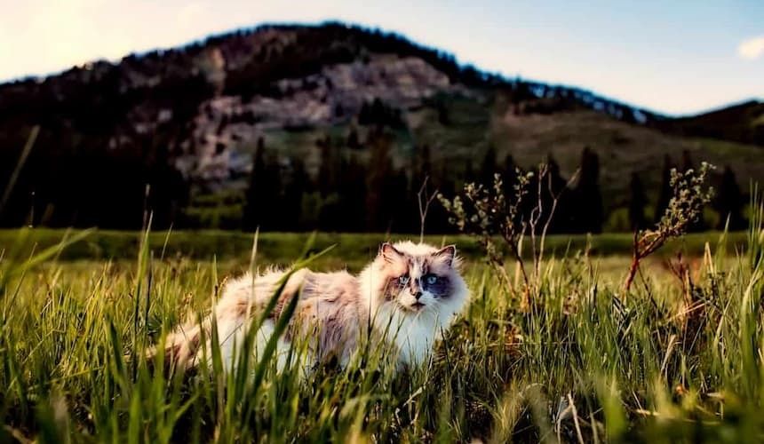 Auchtung Zecken: eine Katze sitzt im hohen Gras