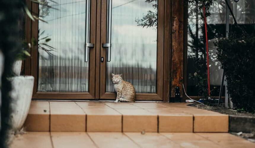 Katze sitzt draußen vor der Terrassentür