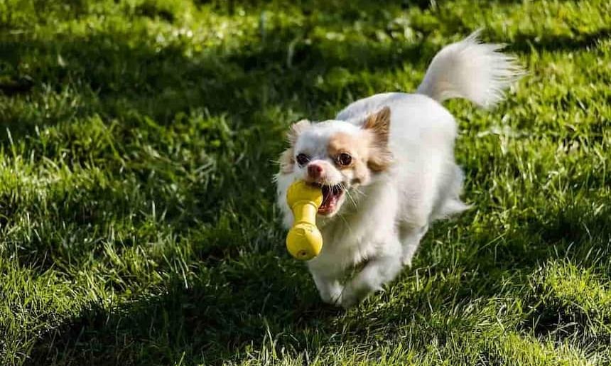Ein kleiner Hund bringt einen gelben Gummiknochen