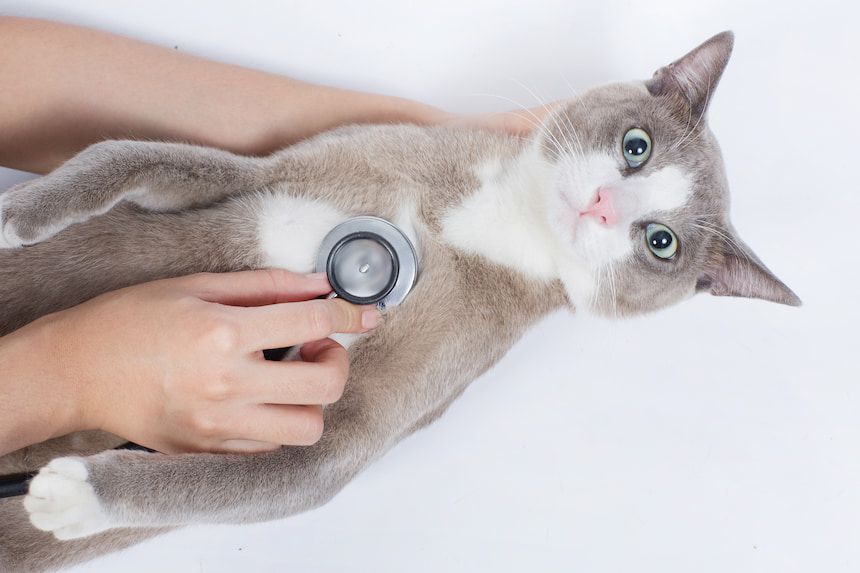 Katze wird mit einem Stethoskop vom Tierarzt abgehört