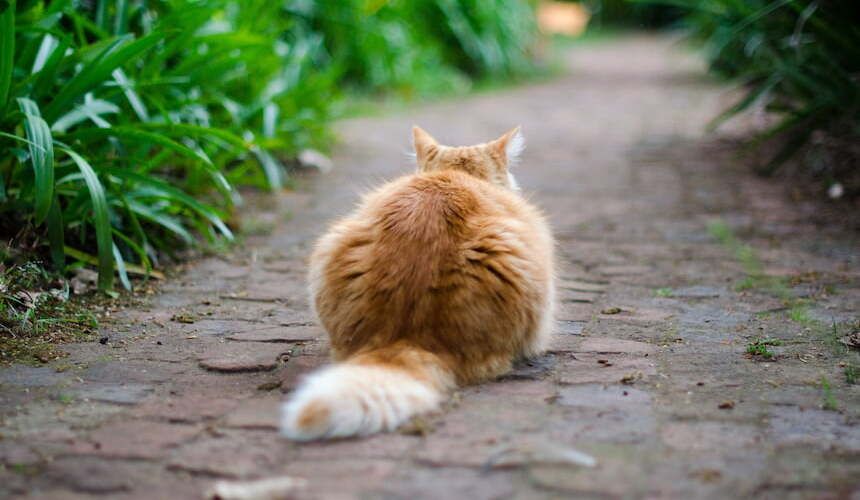 Die Katze sitzt im Garten