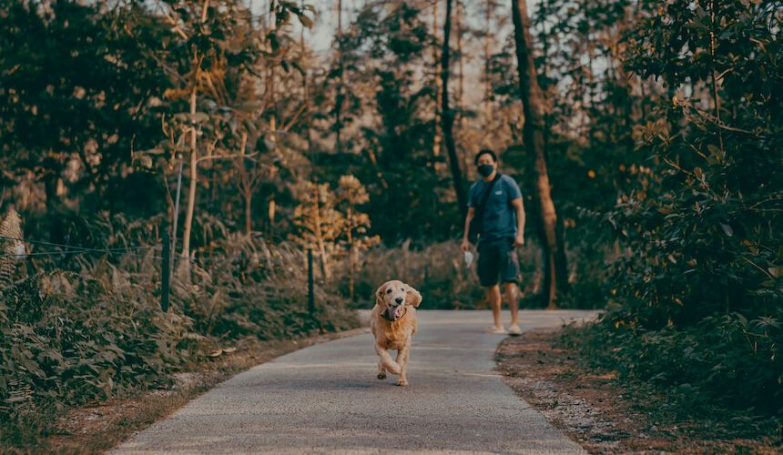 Golden Retriever beim Gassi gehen