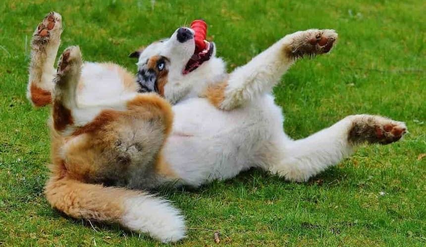 Hund spielt mit einem roten Gummispielzeug