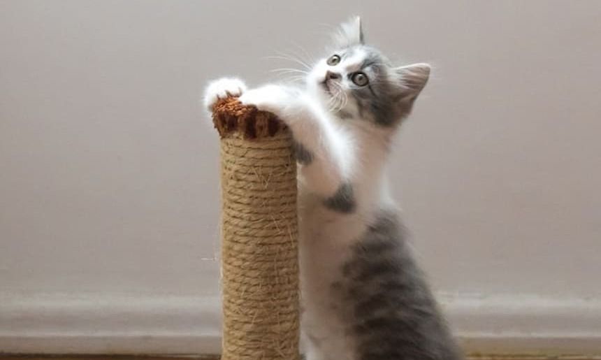 Katze steht an einem Kratzbaum