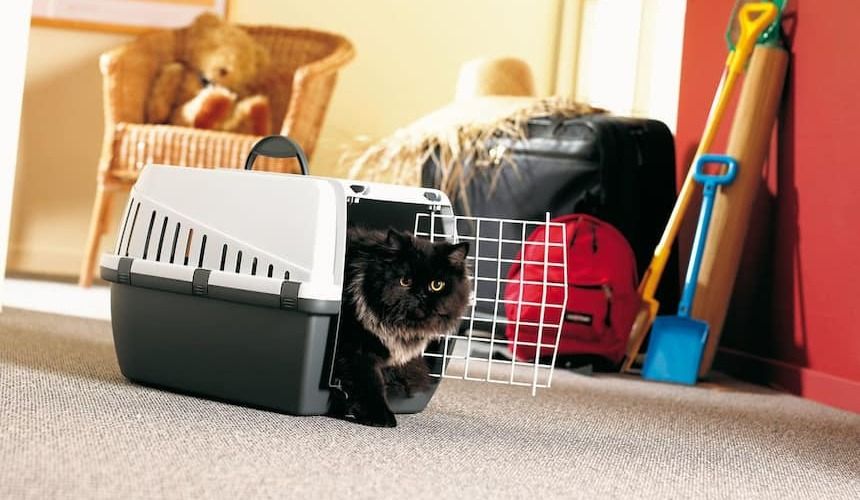 Katze steigt aus Transportbox aus