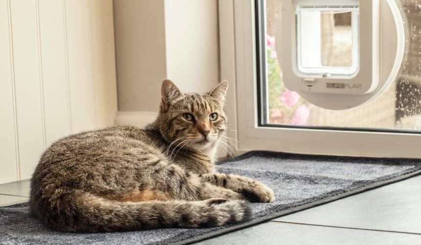 Katze liegt vor einer Glastüre mit Katzenklappe nach außen