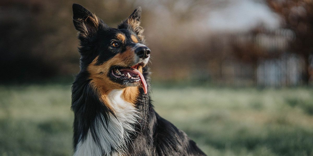 Hund auf einer Wiese