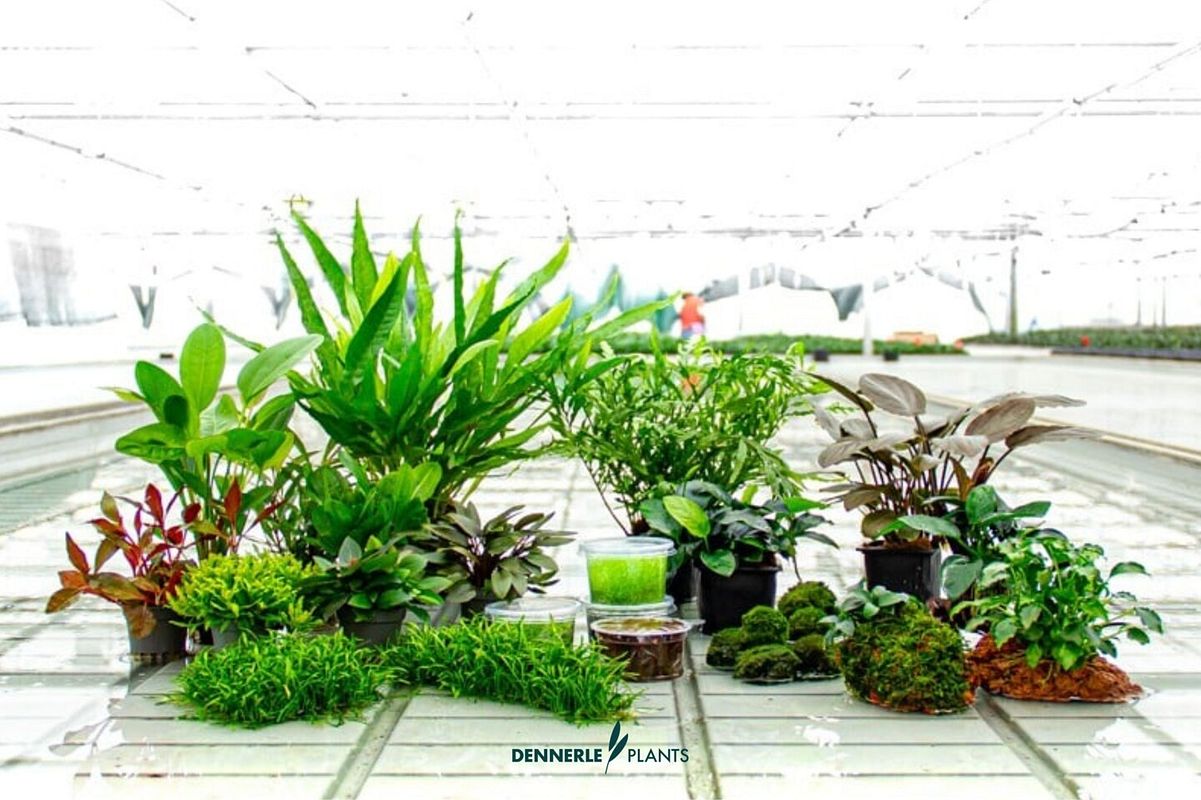 Verschiedene Aquarienpflanzen