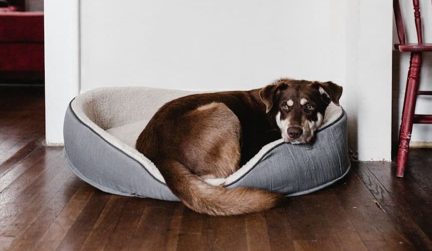 Ein großer Hund liegt in seinem Hundekörbchen