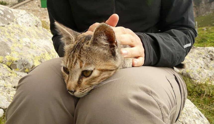 Tasten Sie die Katze regelmäßig ab, um Zecken früh zu finden