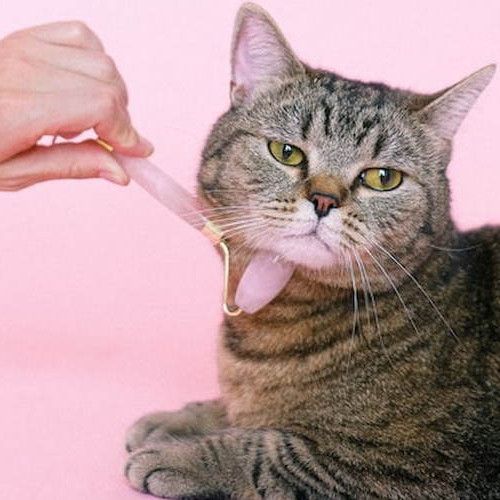 Wie pflege ich meine Katze? Die richtige Katzenpflege!