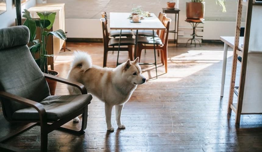 Hund im neuen Zuhause