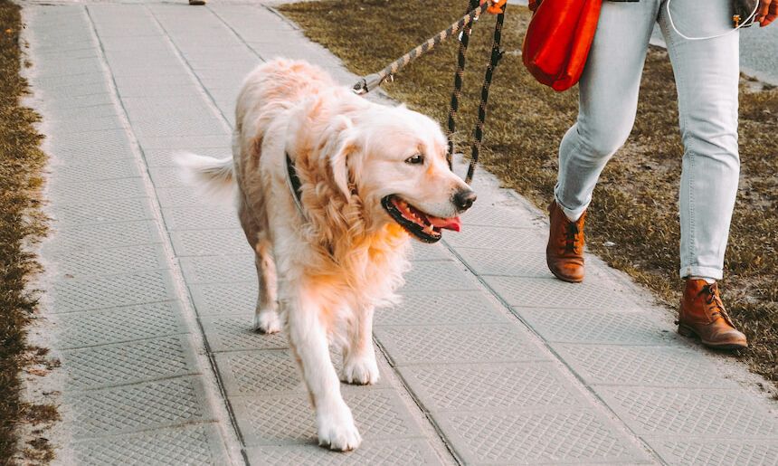 Golden Retriever an der Leine