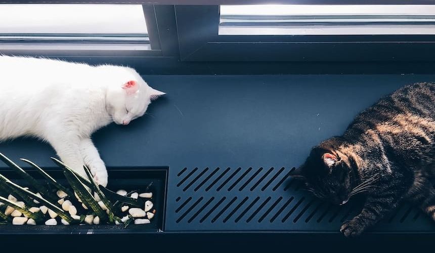 Katzen schlafen auf der Fensterbank