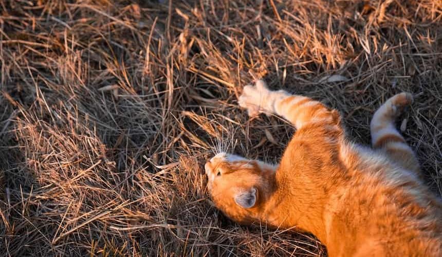 Katze wälzt sich auf der Wiese